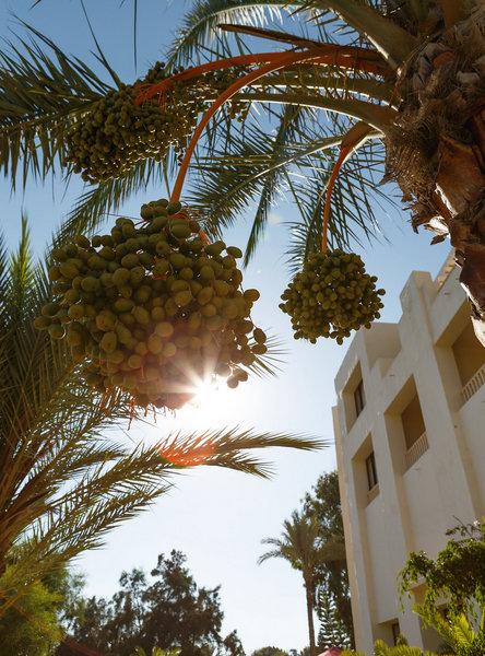 Aldiana Club Djerba Atlantide, slika 2